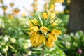 Crown imperial Fritillaria imperialis Lutea yellow flowers Royalty Free Stock Photo